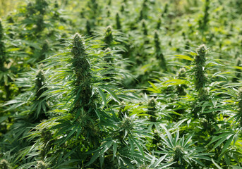 Blooming ripe Marijuana with Buds and green Leaves. Organic Cannabis Sativa Female Plants with CBD