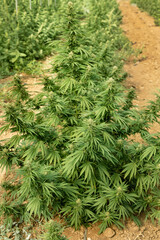 Blooming ripe Marijuana with Buds and green Leaves. Organic Cannabis Sativa Female Plants with CBD