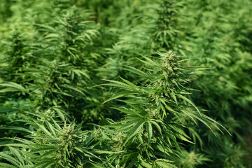 Blooming ripe Marijuana with Buds and green Leaves. Organic Cannabis Sativa Female Plants with CBD