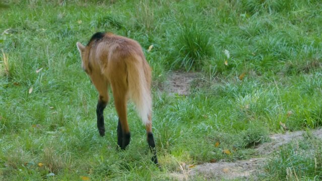 Close up of maned wolf walking along, camera is tracking.	