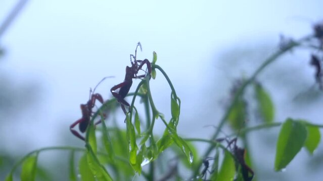 insect Acanthocephala on the leaves of trees in the middle of foggy forest. 4K.