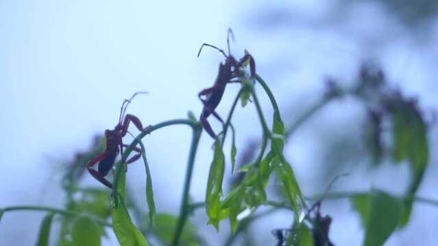 insect Acanthocephala on the leaves. trees in the middle of foggy forest. macro.