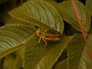 A grasshopper sitting on a leaf. Insect grasshopper on the grass. Close-up
