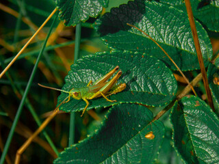 A grasshopper sitting on a leaf. Insect grasshopper on the grass. Close-up