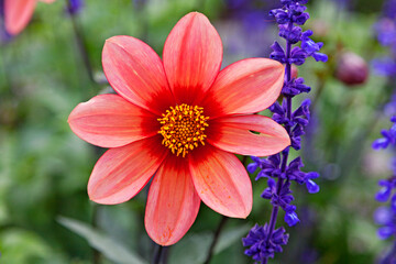 Obraz premium red flower with yellow in the middle