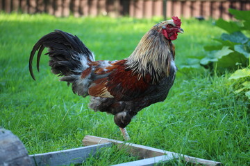 Classic rooster portrait. Farm bird countryside.
