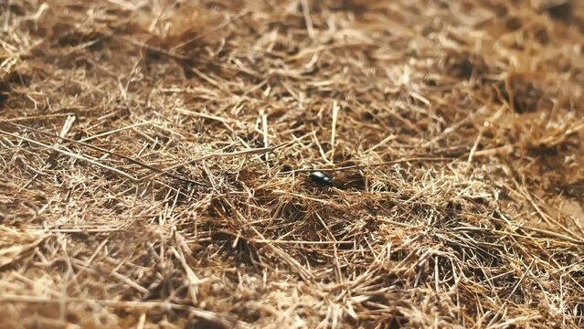 A desert beetle walking on the sand dunes