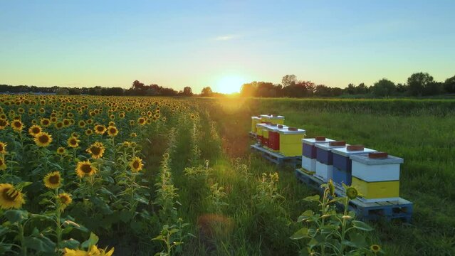 Bee Hives On Sunflower Fields On A Sunny Summer Day. dolly shot