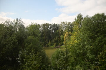 forest in the morning