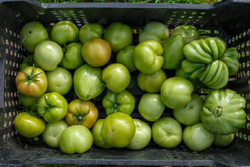 Organic fresh Green tomatoes in a black plastic box. Harvesting tomatoes. Top view