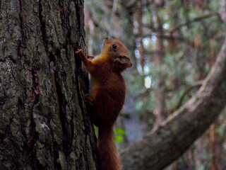 Squirrel on a tree. Climbing a tree. Close-up