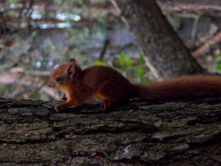Squirrel on a tree. Climbing a tree. Close-up