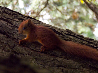 Squirrel on a tree. Climbing a tree. Close-up