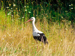 Obraz na płótnie Canvas Stork on the ground in the grass. Stork bird on the field