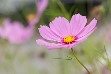 Pink Cosmos flowers in a garden