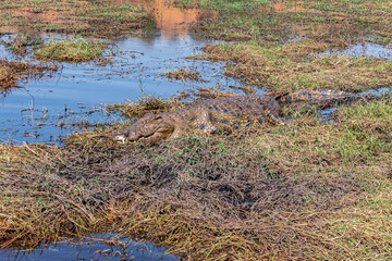 Crocodile resting along the banks of the Chobe River in Chobe National Park