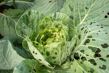 Cabbage eaten by caterpillars in the garden close-up. Damaged white cabbage leaves in holes.