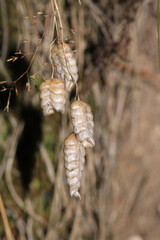 greater quaking grass plant macro photo