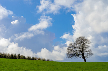 Fototapeta na wymiar Lone tree isolated against sky in green field with copy space