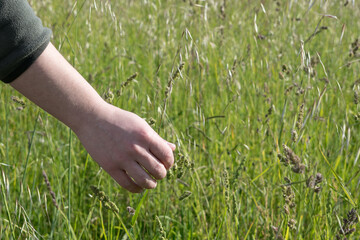 Boy touching the tall grass in the field at the golden hour