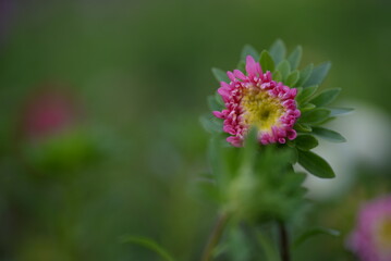 Obraz premium pink flower buds on an aster stem from above, aster buds of an annual Chinese aster or annual aster Callistephus chinensis, field purple pinnate white purple flowers close-up, meadow, lawn pink asters