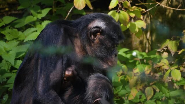 Close up of Bonobo baby and mother sitting in the bushes