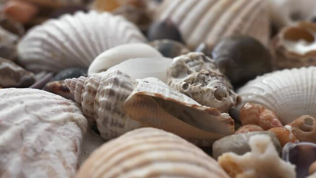 Shell beach of the Avow Sea. Different sea shells beach. Beautiful sea tropical background