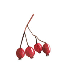 autumn rowan branch, viburnum branch, hawthorn, berries