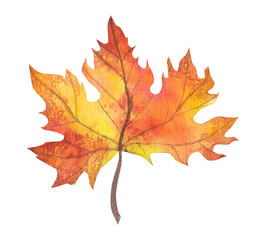 Naklejka na ściany i meble autumn maple leaf, watercolor drawing