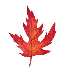 autumn maple leaf, watercolor drawing