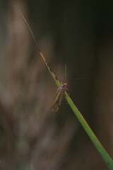 caddisfly in its wetland environment