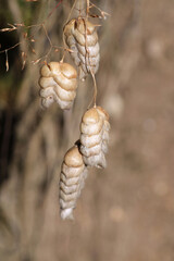 greater quaking grass plant macro photo
