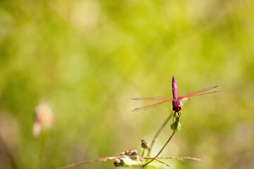 Image of a dragonfly (Trithemis aurora) on nature background. Insect Animal with copy space