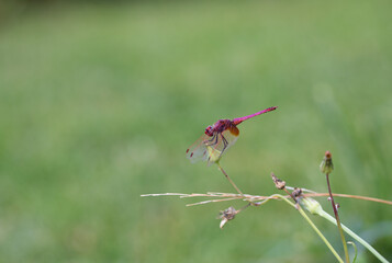 Image of a dragonfly (Trithemis aurora) on nature background. Insect Animal with copy space