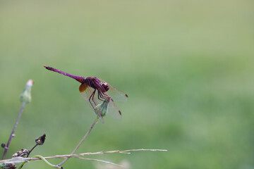 Image of a dragonfly (Trithemis aurora) on nature background. Insect Animal with copy space