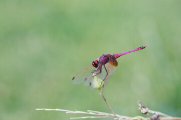 Image of a dragonfly (Trithemis aurora) on nature background. Insect Animal with copy space