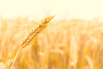 Field grains. Rye landscape harvest in sun day. Bread plant agriculture farm cereal crop in sunset....