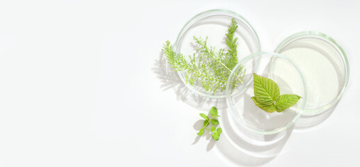  natural cosmetic research in a laboratory, petri dishes with medium, green leaves. test for...