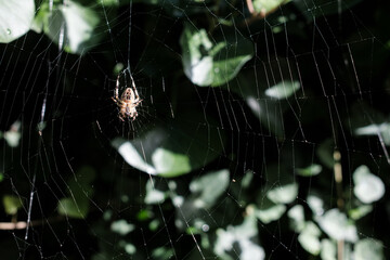 spider on the web in the garden among the leaves of trees