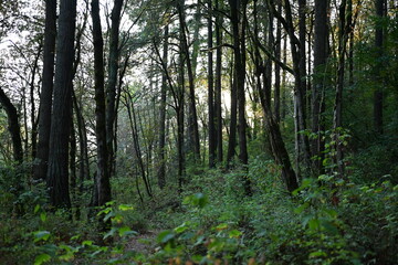 morning in the forest