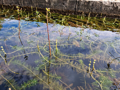 It is an aquatic plant that grows in water. Waterthymes.