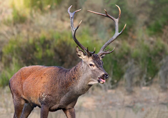 Portrait of an adult male red deer (Cervus elaphus) roaring in a mediterranean forest during mating season. Powerful stag with big horns in autumn. Deer rutting season in Sanabria, Spain.