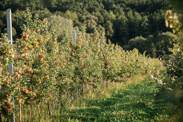 Fototapeta premium Many colorful ripe juicy apples on a branch in the garden ready for harvest in autumn. Apple orchard