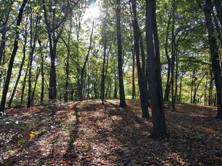 Fototapeta premium Autumn maple leaves in the park