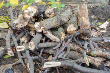 Heap of dry tree branches cut in the wood