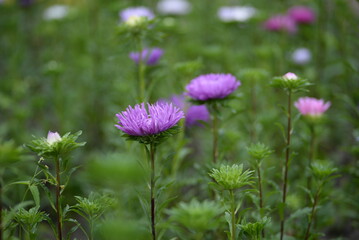 purple aster flower close-up, part of aster flower, school autumn flowers on green background, natural texture, photo from above, web banner, web card, aster flower close-up, thin petals close-up
