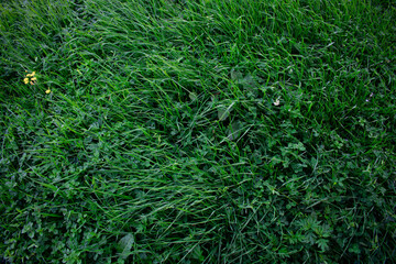 Green Grass field