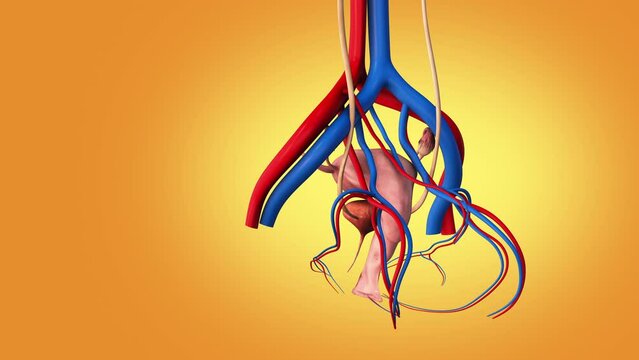 Female reproductive system anatomy background