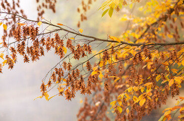 Jesień w parku  © mycatherina