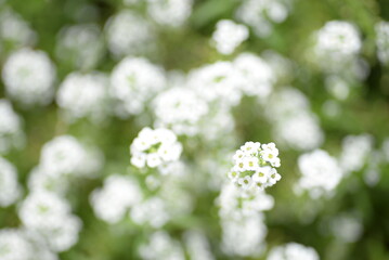 beautiful background white small flowers on a green background, beautiful photo of small pink flowers, on a green background, out of focus, close-up, postcard pink flowers	